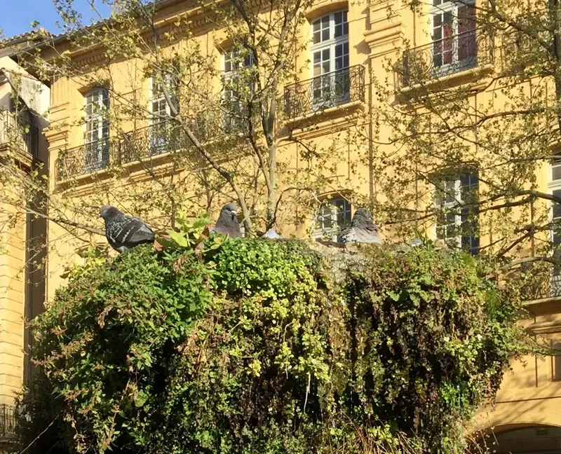 Toilette matinale des pigeons sur le cours Mirabeau