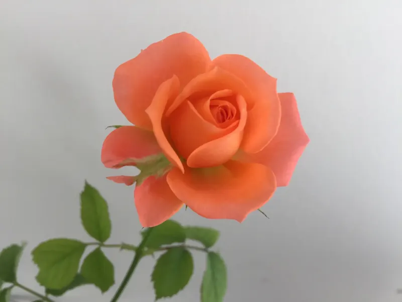 La beauté d'une simple rose